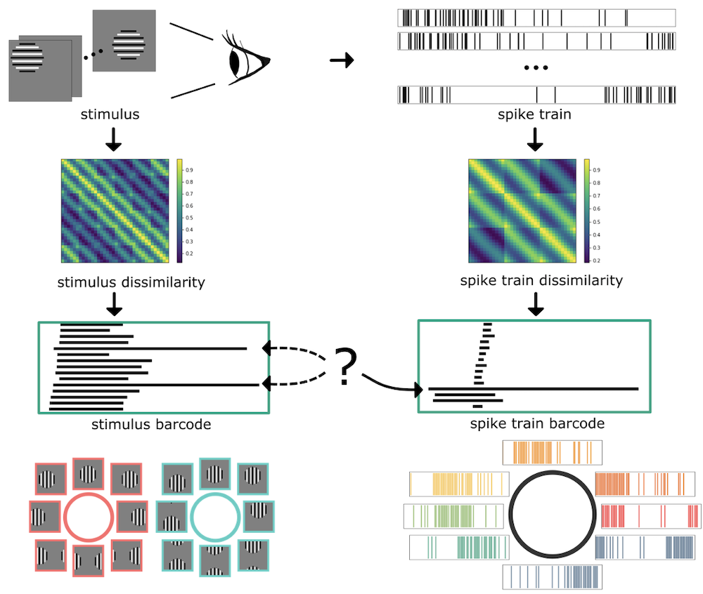 Interpreting the Shape of Neural Activity Thumbnail Image