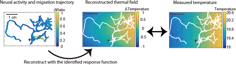 Decoding Neural Representation of Navigation by Mathematical Modeling and Quantitative Data Thumbnail Image
