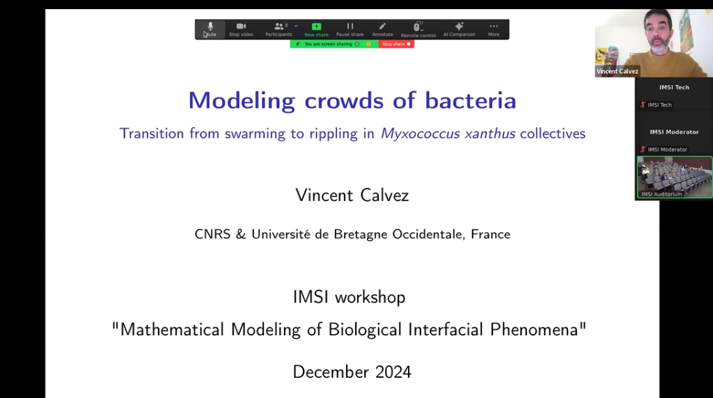“Kinetic modeling of crowds of bacteria” Thumbnail