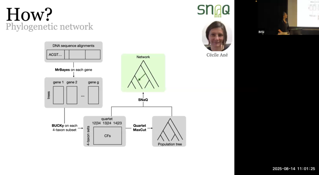 PhyloNetworks and JuliaPhylo packages for estimating, using and manipulating phylogenetic networks Thumbnail